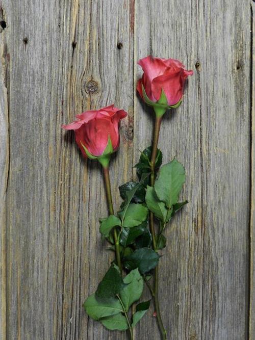 SATINA  CORAL ROSES